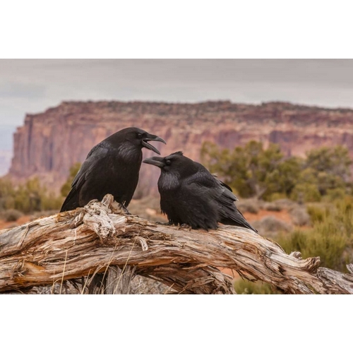 USA, Utah, Canyonlands NP Pair of ravens on log